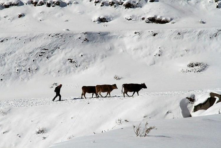 <p>Muş'un Varto ilçesinde besiciler, yazın biçip biriktirdikleri otları, kışın atlı kızaklarla taşıyarak hayvanlarını besliyor.</p>

<p> </p>
