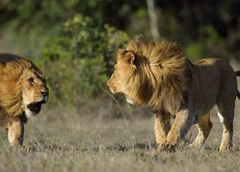 <p>Kenya Ol Pejeta Conservancy'de safariye çıkanlar bu korkunç kavgaya şahitlik etti.</p>
