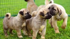 <p>Kangal köpekleri özellikle soğuğa dayanıklı, iyi bir koruma köpeği olarak biliniyor. Kangal köpekleri, Anadolu'da sürülerin yırtıcı hayvanlara karşı korunmasında etkin rol alıyor.</p>

<p> </p>
