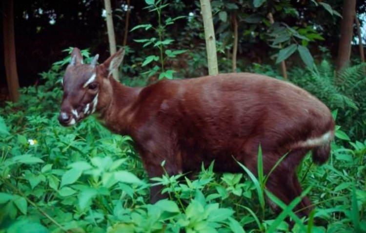 <p>Saola Antilobu</p>

<p> </p>
