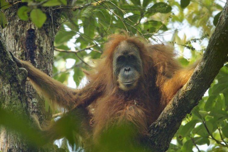 <p>Tapanuli Orangutanı </p>

<p> </p>
