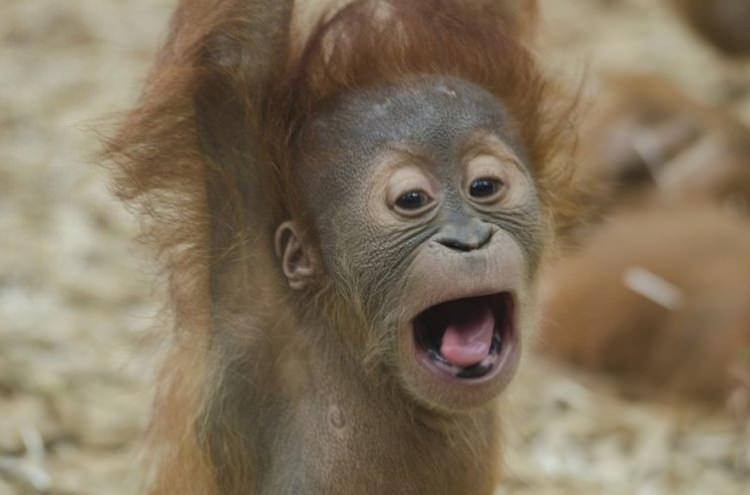 <p>Sumatra Orangutanı</p>

<p> </p>
