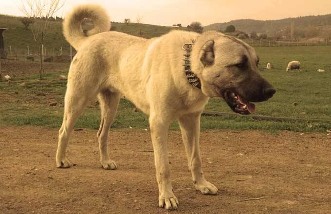 <p>Osmanlı Devleti'nin kurucularının bu köpeği beraberlerinde Anadolu'ya getirdikleri ve Osmanlı'nın Avrupa'ya yayılmasıyla çoğu Avrupa çoban köpeğinin de bu ırktan türediği da rivayetler arasında.</p>

<p> </p>
