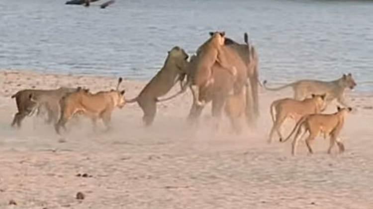 <p>Mücadelenin sonunda genç fil, ya da turistlerin ve safari rehberlerinin verdiği isimle Herkül, zarar görmeden aslanların elinden kurtuluyor.</p>

<p> </p>
