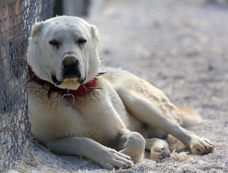 <p>Akbaş köpeklerinin Emniyet teşkilatında da kullanılmaya başladığını da hatırlatan Alaattin Çoban "İstanbul'da polis teşkilatının akbaş köpeklerini asayiş olaylarında kullanmalarından dolayı mutluluk duyuyoruz" dedi.</p>

<p> </p>
