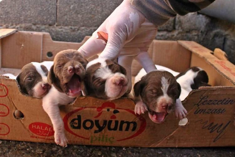 <p>Çatalburun Kayıt Formu ile hayvan sahiplerine ulaşan ekipler, köpeklerin bakımını Üretim ve Rehabilitasyon Merkezi'nde yapıyor.</p>
<p> </p>
