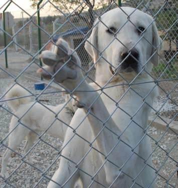 <p>Türkiye'de ise Akbaş köpeklerinin az sayıda olması üzücü bir durumdu. Bu nedenle benim başkanlığımda Eskişehir'de Akbaş Çoban Köpeklerini Koruma Derneği'ni kurduk."</p>

<p> </p>
