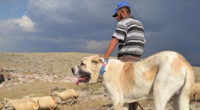 <p>Bu nedenle bu köpekler bazı yörelerde 'Anadolu Aslanı' olarak da adlandırılıyor. Aksaray Malaklısı köpeklerin, Kültür ve Turizm Bakanlığı tarafından bazı ören yerlerinde güvenlik amaçlı kullanıldığı belirtildi.</p>

<p> </p>
