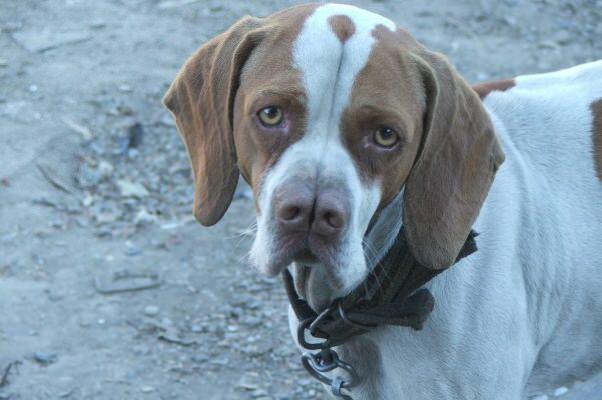 <p>Yurt dışında 'Turkish Pointer' (Türk av köpeği) olarak tanınan ve ortalama ömürleri 10-13 yıl arası olan Çatalburunlar sevecen ve itaatkâr özellikleriyle dikkat çekiyor.</p>

<p> </p>
