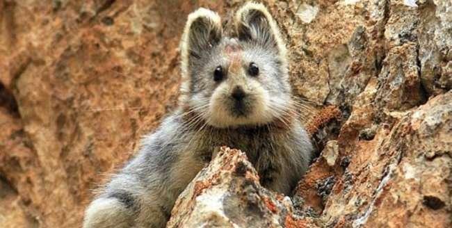 <p><strong>Ili Pika</strong></p>
<p>Nesli tükenmekte olan Ili Pikalar dünya üzerinde sadece Çin'de yaşarlar. Günümüzde sayılarının binin altında olduğu tahmin ediliyor. </p>