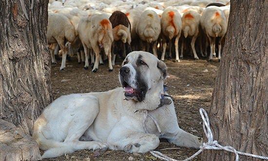 <p>İnsanlara mülayimdir. Bu nedenle de ailemle birlikte besleyip, büyütüyorum. Sadık ve akıllı bir köpek olduğu içinde bekçi görevinde çok iyidirler.</p>

<p> </p>
