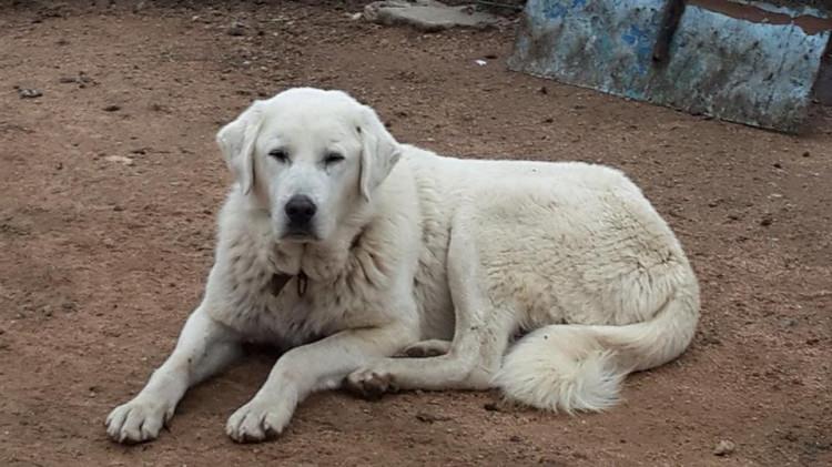 <p>Akbaş çoban köpeği sahibini tanır, saygı gösterir, yanında bir misafir varsa o misafire dokunmazlar ama misafiri de asla yalnız bırakmazlar, sahibine bir şey yapar diye.</p>

<p> </p>
