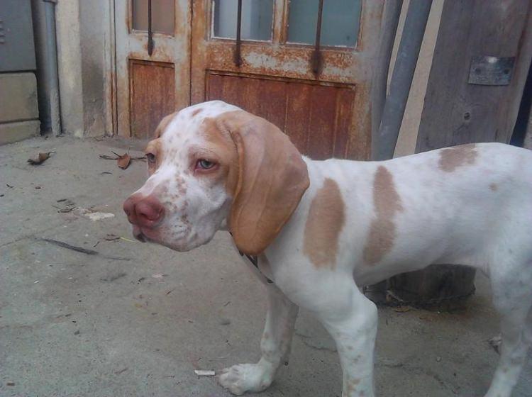 <p>Mersin'de yürütülen, Tarsus Çatalburun ırkı av köpeğinin ıslah ve tescil çalışmalarında yüzde 57 oranında ilerleme kaydedildi.</p>
<p> </p>