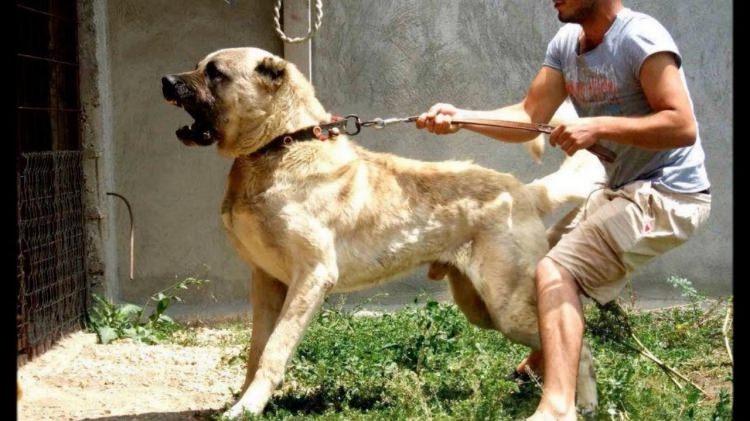 <p>Sahibine bağlılıkları duygusal boyutlara varan hayvanlar, çocuk dostu olarak da biliniyor. Çok cesur, kuvvetli, çevik ve hızlı koşan bir tür olan Kangalların verilen görevi canı pahasına da olsa yerine getirdiği belirtildi.</p>

<p> </p>
