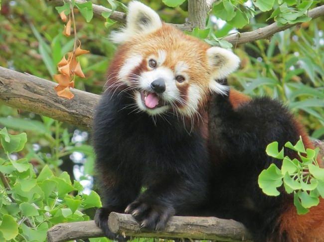 <p><strong>Kırmızı panda </strong></p>
<p>Bildiğimiz pandalardan çok farklı olan kırmızı pandalar daha çok bir kediyi andırmaktadırlar. Ne yazık ki onların da nesli tükenme tehlikesi ile karşı karşıyadır. </p>