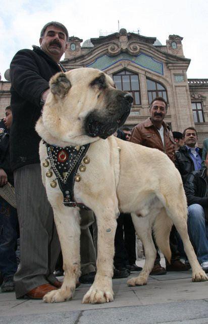 <p>Boyları 80 ila 120 kilo ağırlığında olan köpeklerin yerden omuz yüksekliği 90 santimetreye kadar ulaşıyor. İki ayağının üstünde durduğunda ise 1 metre 70 santimetreye kadar yüksekliğe ulaşabiliyor.</p>

<p> </p>
