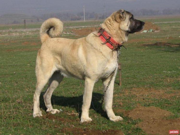 <p>Ayrıca Kangal köpekleri, orduda da sınır karakollarında sınırların korunmasında yardımcı unsur olarak kullanılıyor.</p>

<p> </p>
