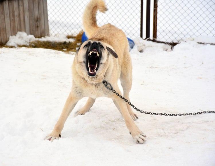 <p>Bir diğer rivayete göre ise Hint mihracesi, dönemin Osmanlı padişahına (Yavuz Sultan Selim veya 4'üncü Murat) bir köpek hediye etti ve bu köpek boğuştuğu aslanı öldürünce büyük beğeni kazanarak Osmanlı'da yetiştirilmeye başladı.</p>

<p> </p>
