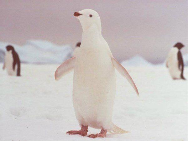 <p>İşte nadir de olsa doğada var olan albino hayvanlar...</p>

<p> </p>
