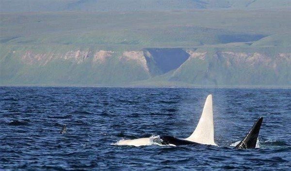 <p>Çok nadir olan albino katil balina Rusya'nın uzak doğusundaki Kamçatka Yarımadası'nın kıyılarında, Kuzeybatı Pasifik sularında ilk kez 2010 yılında görüntülenmişti.</p>

<p> </p>
