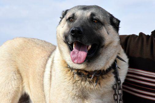 <p>Kangal köpeği, dişilerde boyu 80 santimetreye kadar çıkabilir. Erkeklerde ise 100 santimetreye kadar gelir. Ağırlıkları da 75 kilo ile 100 kilo arasındadır" dedi.</p>

<p> </p>
