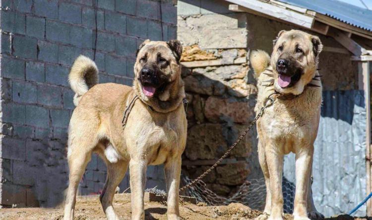 <p>Kangal köpeklerinin kuyrukları kalındır. Bunların üç türleri vardır. Birisi spiral şeklinde tamamen sarar ve sırta getirir. Bir tanesi 9 tarzında tutar, bir tanesini hilal şeklinde sadece sırtına değdirir.</p>

<p> </p>
