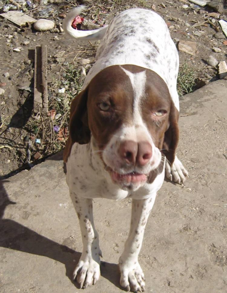 <p>Tarsus'un değerlerinden biri olan Çatalburun köpekleri için gerçekleştirdiği saflaştırma çalışmaları ile ırkın uluslararası köpek ırkları arasında yer almasını hedefleyen Mersin Büyükşehir Belediyesi, konu ile ilgili çalışmalarını titizlikle yürütüyor.</p>
<p> </p>