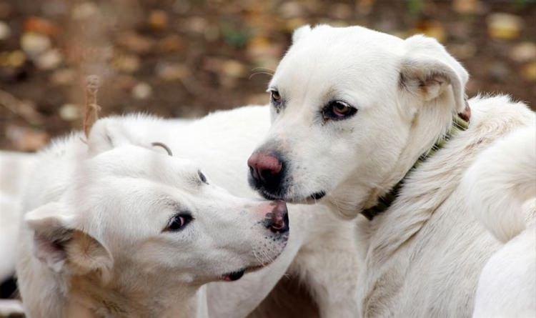 <p>Sivrihisarlılar da 'Ne olacak, alın size hediyemiz olsun' demiş ve Akbaş köpeklerini hediye etmiş. Yaptığımız araştırmaya göre Amerika'da 6 bin kadar Akbaş çoban köpeği var.</p>

<p> </p>
