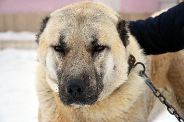 <p>17'nci yüzyılda, Evliya Çelebi Seyahatnamesi'nde de Kangal köpeği, 'aslan kadar kuvvetli' diye tanımlanıyor.</p>

<p> </p>
