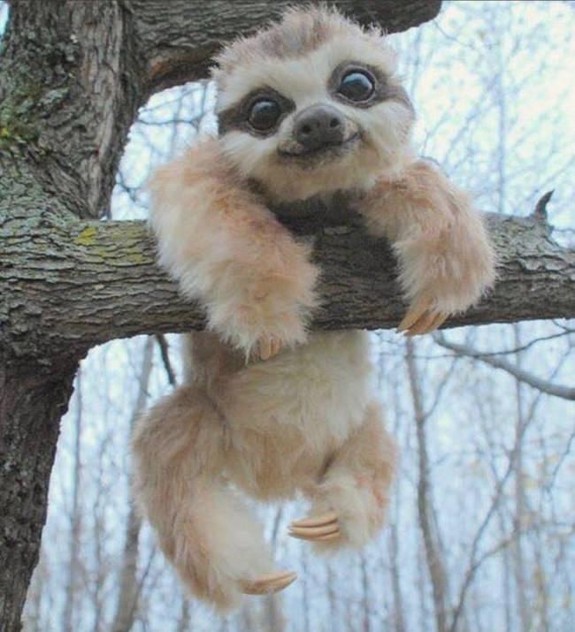 <p><strong>Sloth</strong></p>
<p>Dünyanın en yavaş canlısı olarak adlandırılan slothlar, Güney ve Orta Amerika'da yaşarlar. Hayatlarının çoğunu ağaç tebelerinde uyuyarak geçirirler. </p>