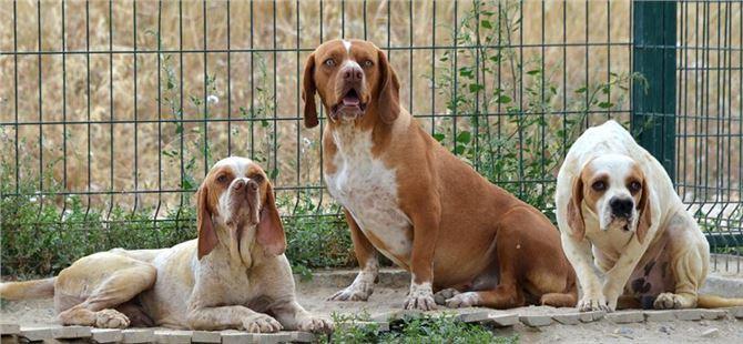 <p>Av köpeği olarak da kullanılan bu köpekler ayrıca narkotik polis köpeği, arama kurtarma köpeği olarak da görev yapıyor.</p>
<p> </p>