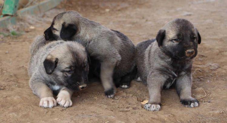 <p>Esas kritere göre 9 yapan kalın kuyruklu ve hakkında hiçbir hata vermeyen tipolojidir. Yani bunları içermeyen bir köpeğe biz, 'Kangal köpeğinde eksik var' deriz."</p>

<p> </p>
