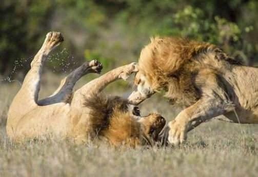 <p>Vahşi yaşam fotoğrafçısı Margot Raggett, iki erkek aslanın kavga anını görüntüledi</p>

<p> </p>
