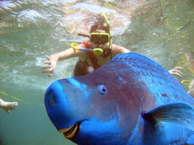 <p><strong>Blue Parrotfish</strong></p>
<p>Derileri tamamen mavi olan bu balıklar okyanuslarda yaşarlar. </p>