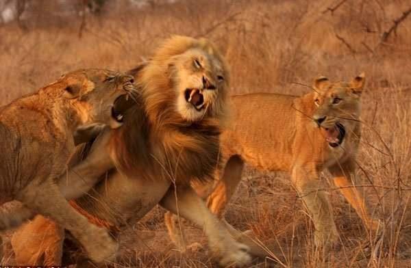 <p>Ormanların kralı olan erkek aslan, iki dişi aslanın saldırısına uğradı.</p>
<p> </p>