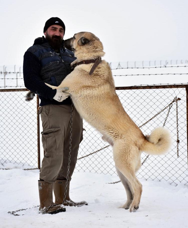 <p>Osmanlı ordusunun doğu seferi sırasında askerlerin yanlarında getirilen köpeğin, Sivas'ın Kangal ilçesi Deliktaş köyü yakınlarında kaybolduğu ve bütün aramalara rağmen bulunamadığı, Kangal'daki köpeklerin de bu köpeğin soyundan türediği de rivayette anlatılıyor. </p>

<p> </p>
