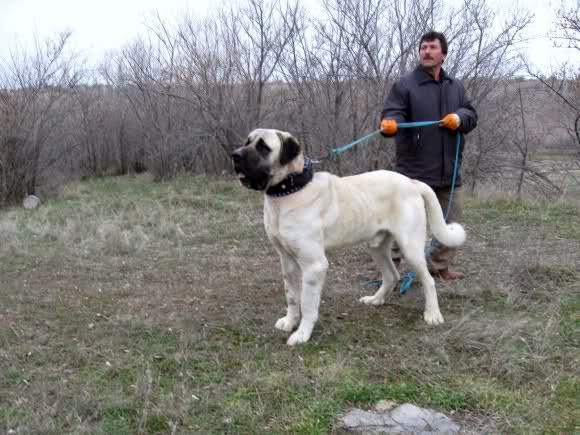 <p>Yavru köpekler 2 ila 3 bin liraya, 1 yaşını doldurmuşlar 30 ila 40 bin liraya, daha sonrası yaşları ise 100 bin liraya kadar alıcı bulabiliyor."</p>

<p> </p>
