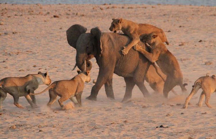 <p>Geçtiğimiz aylarda Güney Luangwa Ulusal Parkı'nın ziyaretçileri, bir dişi aslan sürüsünün genç bir file saldırmasına tanık oldu ve bu saldırıyı filme aldı.</p>
