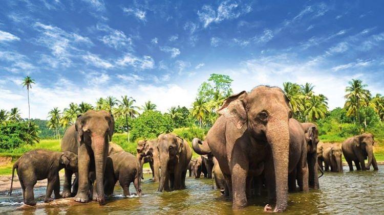 <p>Sri Lanka</p>

<p> </p>

