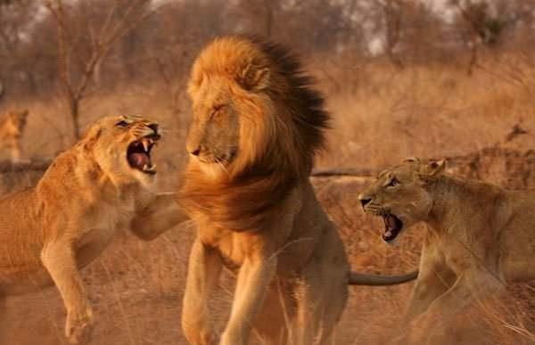<p>Güney Afrika'nın Kruger National Park'ta eşi görülmedik bir kavga anı görüntülendi.</p>