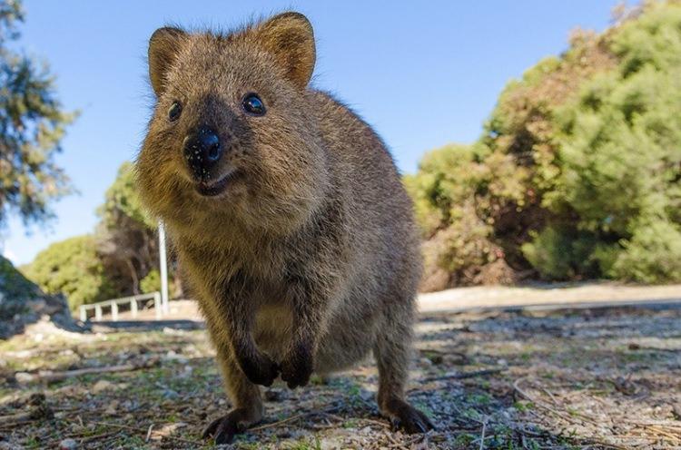 <p><strong>Quokka</strong></p>

<p>Avustralya'da yaşayan Quokkalar sürekli olarak tebessüm eden bir surata sahiptirler. Bu özellikleri nedeni ile dünyanın en mutlu hayvanı olarak adlandırılırlar. </p>
