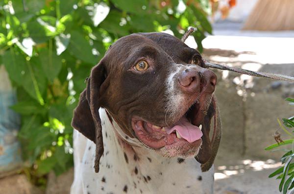 <p>Adlarını burunlarının şeklinden alan köpekler, koku alma duyularının güçlü olmasıyla tanınıyor. Sakin yapıları nedeniyle daha çok ev köpeği olarak tercih ediliyorlar.</p>

<p> </p>
