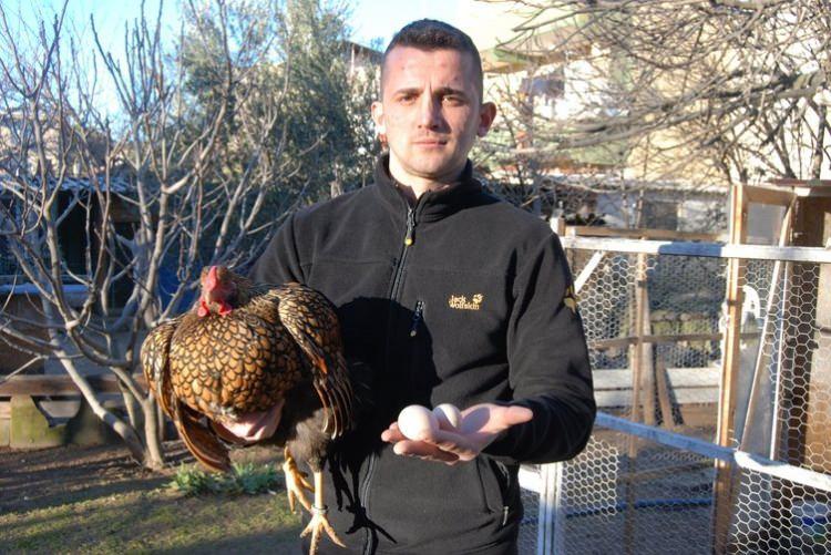 <p>Çanakkale’nin Bayramiç ilçesinde hobi olarak süs tavuğu yetiştiriciliği yapan İsmail Arslan, GSG wyandotte cins tavuklarının tanesini 2 bin liraya satıyor. Tavukların yumurtaları ise 40 liradan satılıyor.</p>

<p> </p>
