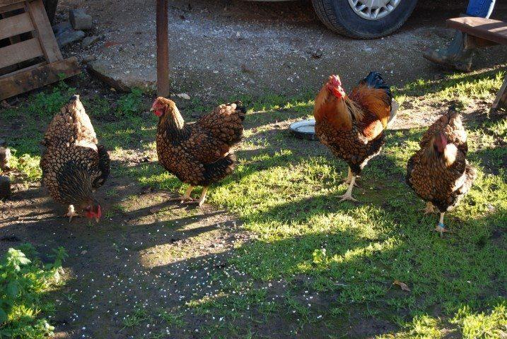 <p>Bayramiç ilçesinde yıllardır cins tavuk üreticiliği yapan İsmail Arslan, kargo aracılığıyla ülke çapına tavuk, civciv ve yumurta satıyor.</p>
