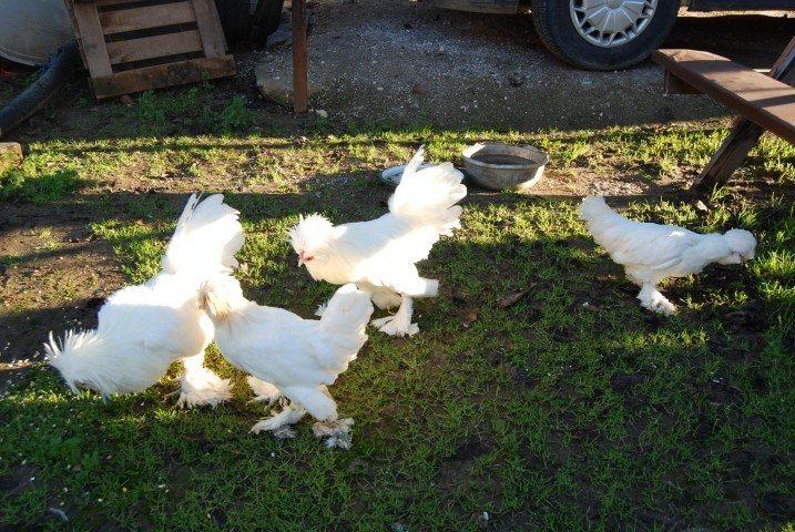 <p>Kanatlı hayvan üretimine ilk olarak güvercin yetiştiriciliği ile başlayan Arslan daha sonra hobi olarak cins tavuklar yetiştirmeye başladı.</p>
