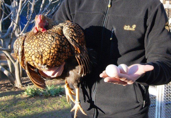 <p>Çeşitli cinste tavukları olan Arslan'ın GSG wyandotte cins tavuklarının tanesi bin 500 ila 2 bin lira arasında satıyor.</p>
