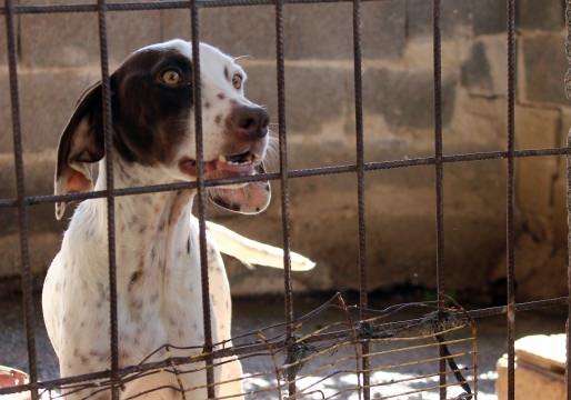 <p>19 erkek, 36 dişi toplamda 55 yetişkin köpek; 3 erkek, 2 dişi toplamda 5 orta boy yavru ve 19 yeni doğan yavrunun bulunduğu merkezde çipleme ve kayıt işlemleri yapılarak, köpekler fotoğraflanıyor.</p>
<p> </p>