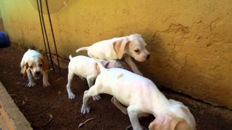 <p>Çalışmalar kapsamında Çatalburun köpeklerinin geçmişi hakkında Tarsus'un civar köylerine ve Avcılar Kulübü'ne ulaşan Büyükşehir Belediyesi, yaptığı incelemeler sonucu standartlara uyan köpekleri çalışmalara katkı amacıyla merkeze getiriyor.</p>
<p> </p>