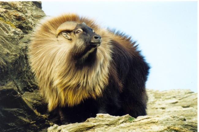 <p><strong>Tahr</strong></p>
<p>Bu hayvan bir dağ keçisi türüdür. Diğer dağ keçilerinden kürtleri nedeni ile ayrılırlar. </p>
