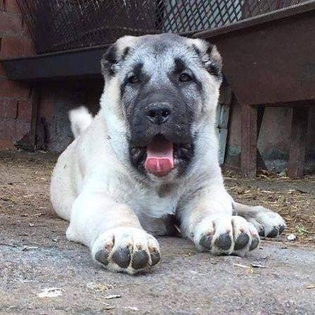 <p>Kangal köpeklerinin bozkıra uyumlu bir doğal ırk olduğunu ifade eden Yıldız şöyle konuştu:</p>

<p> </p>
